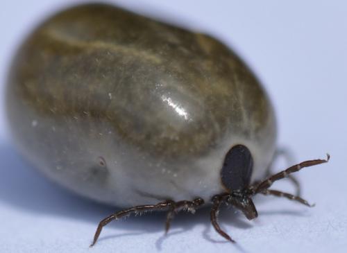 Ixodes ricinus